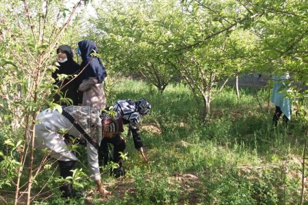 برگزاری اردوی جهادی یک روزه در ماهان – اقطاع خبر