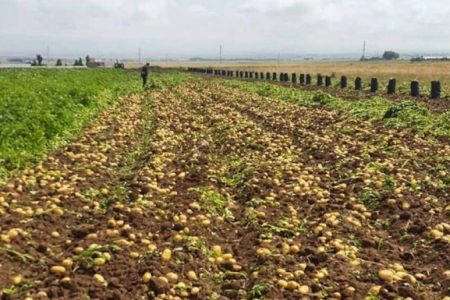 پیش بینی برداشت ۱۵۰۰۰ تن سیب زمینی در ارزوئیه