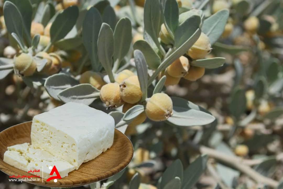 خروج سرمایه 150 میلیارد تومانی از کشور برای ماده ای که در ایران تولید می شود/ بی مهری شرکت های لبنی به مایه پنیر ایرانی