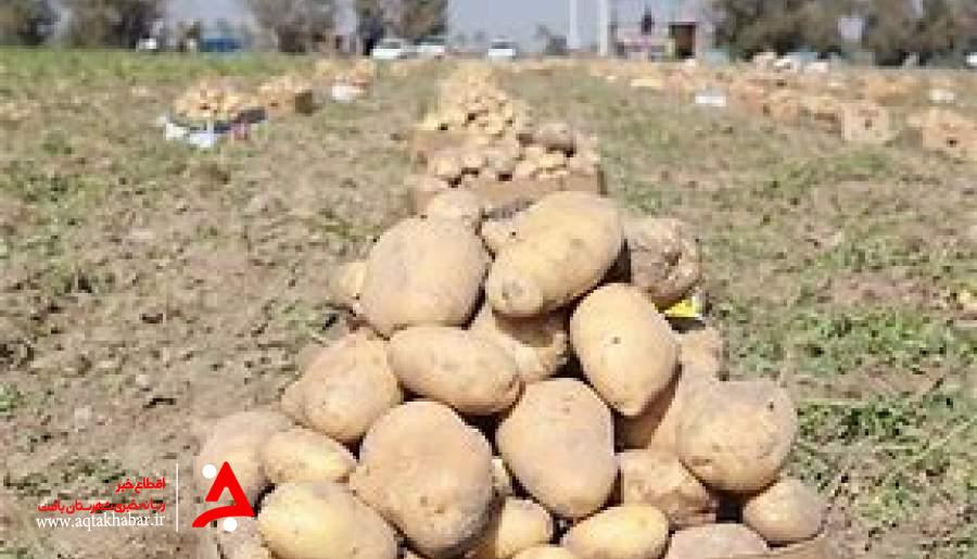 برداشت بیش از 9000 تن سیب زمینی از مزارع شهرستان ارزوئیه