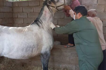 اجرای پایش ومراقبت سرمی بیماری مشمشه در جمعیت تک‌سمیان در نرماشیر