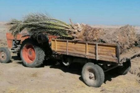 نخل فروشی تنها راه  پیش روی نخلداران در روستای کرک