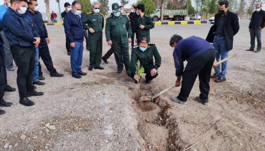 ۱۵۰ اصله درخت در کارخانه زمزم کرمان به زمین نشت