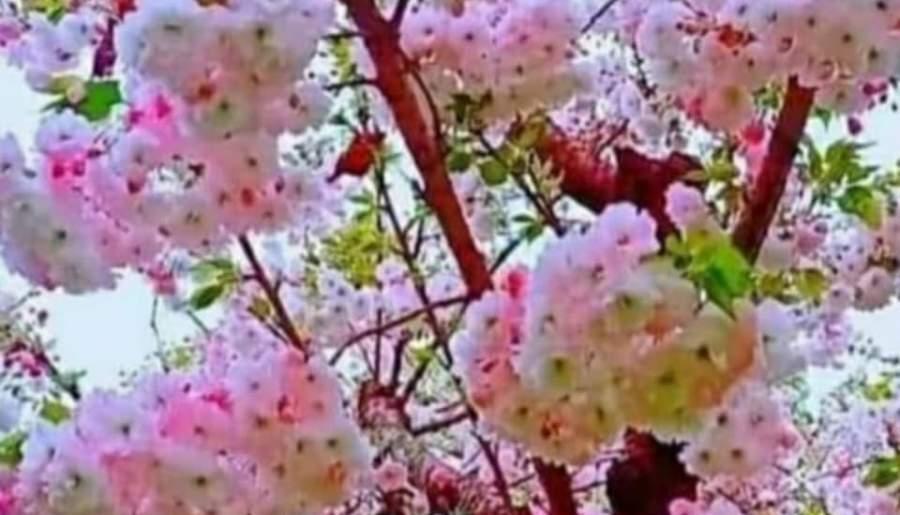 رخ‌نمایی شکوفه‌های بهاری در شهرستان ماهان