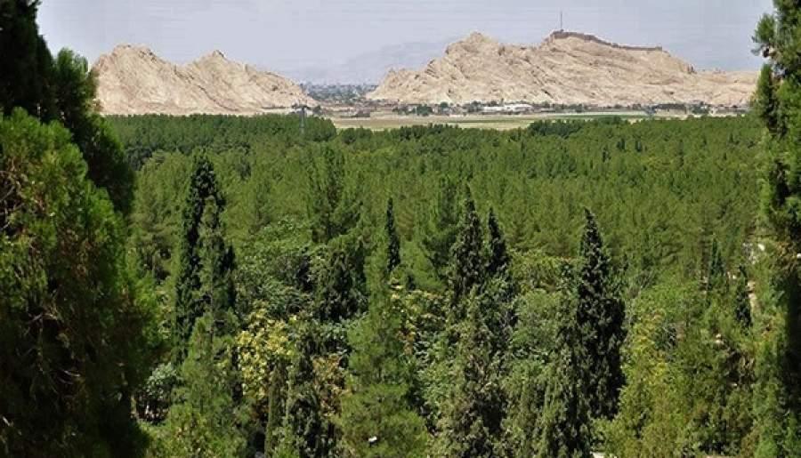 وسعت جنگل های شمال استان کرمان بیش از یک میلیون هکتار است/ نقش ویژه جنگل های استان در امر حفاظت