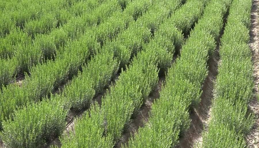 پیش بینی تولید ۲۴۸ تن ترخون خشک از اراضی کشاورزی گلباف