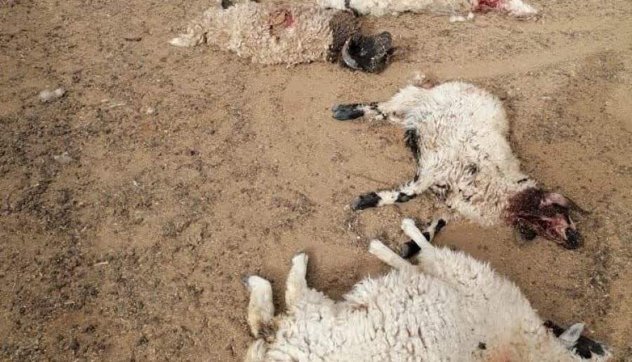 حمله گرگ به گوسفندان نعیم آباد زرند 2 میلیارد ریال خسارت بر جای گذاشت