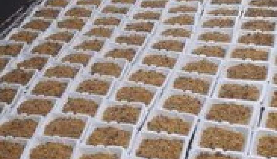 پخت و توزیع ۲۰۰۰ پرس غذا گرم  در بین نیازمندان شهرستان ماهان