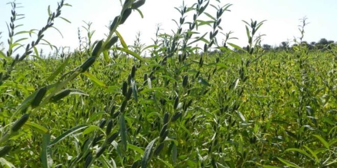 تدوین نهایی طرح کشت جایگزین در جنوب استان توسط هئیت اندیشه ورز سازمان/ انجام توسعه کشت گیاهان کم آبخواه در بردسیر