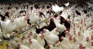 چالش های تولید مرغ با نژاد آرین