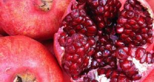 پیش‌بینی برداشت ۲۶۰۰ تن انار از باغات راور