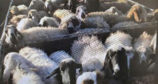 کشف ۹۰ راس گوسفند قاچاق در سیرجان