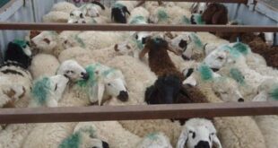کشف ۱۳۵ راس گوسفند قاچاق در سیرجان