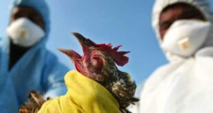 آماده باش زرندی ها برای مقابله با آنفلوآنزای پرندگان