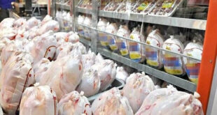 انباشتگی مرغ گرم و توزیع مرغ منجمد دولتی دو عامل کاهش قیمت در سطح کشور/ مردم از تولید داخلی حمایت کنند