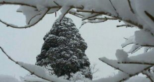 بارش اولین برف زمستانی در گلباف