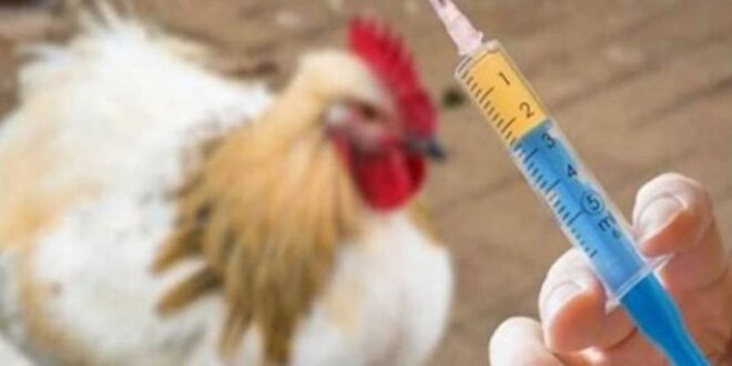 واکسیناسیون رایگان طیور بومی در فهرج