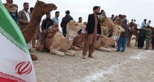 برگزاری مسابقات شتر سواری در بلندترین تپه‌های شنی ایران