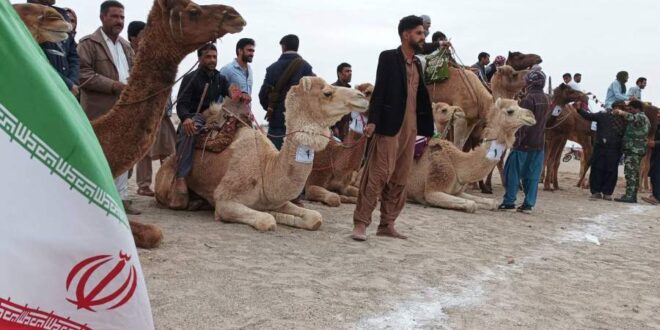 برگزاری مسابقات شتر سواری در بلندترین تپه‌های شنی ایران