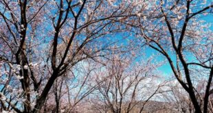 شکوفه‌های بهاری درخت بادام در گلباف