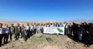 ۳۰هزار اصله نهال جنگلی در روز درختکاری در جنوب کرمان غرس شد