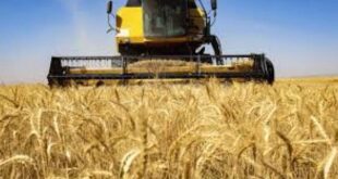 افزایش ۷۰ درصدی کاشت گندم در رودبار جنوب