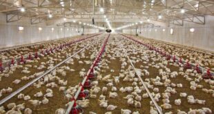 کمبود جوجه‌یک‌روزه و تاخیر در تحویل نهاده‌های دامی؛ دو عامل افزایش قیمت نهایی مرغ