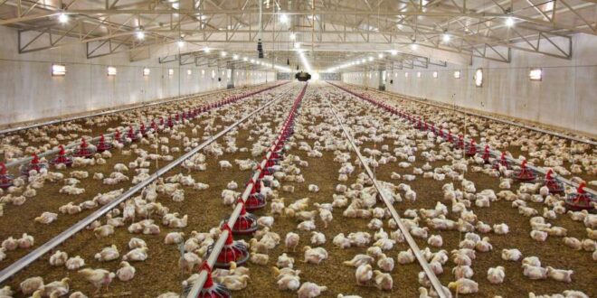 کمبود جوجه‌یک‌روزه و تاخیر در تحویل نهاده‌های دامی؛ دو عامل افزایش قیمت نهایی مرغ