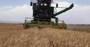 مرکز خرید گندم شهرستان فاریاب از سوم اردیبهشت فعال می‌شود
