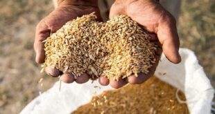 مابه‌التفاوت قیمت خرید گندم به کشاورزان پرداخت می‌شود