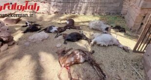 حمله حیوان وحشی به دام‌ها در شهداد تکرار شد