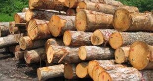 زراعت چوب، کسب درآمدی پر سود و زودبازده