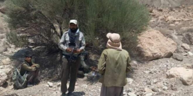 دستگیری تیم بهره‌بردار غیرمجاز انغوزه شیرین در مراتع راور