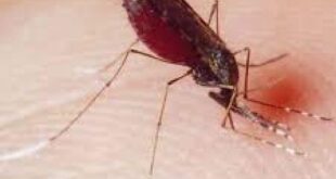 شناسایی یک مورد ابتلا به مالاریا در تبعه خارجی جدیدالورود به رودبار جنوب