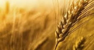 افزایش ۸۰ درصدی خرید گندم از کشاورزان استان کرمان