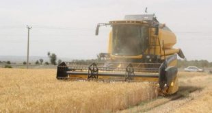 آغاز برداشت اولین خوشه‌های طلایی گندم کشور در جنوب کرمان
