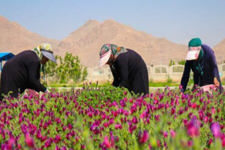 تولیدات بانوی کرمانی در تراز جهانی