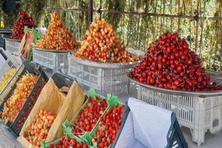 آشنایی با اقلیم چهارفصل دیار کریمان؛ وقتی کسی گیلاس کرمان را نمی‌شناسد -اقطاع خبر