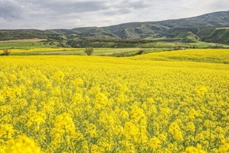 خودکفایی ۹۰ درصدی دانه‌های روغنی در برنامه هفتم