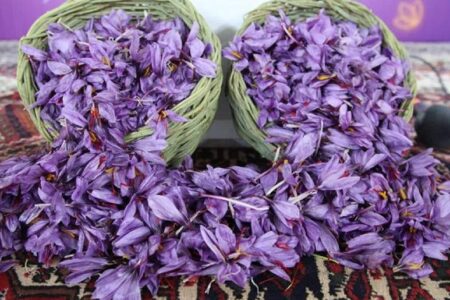 برگزاری جشنواره زعفران دهستان راویز رفسنجان