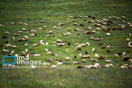 تعداد دام‌های کشور ۲.۲ برابر توان اکولوژیکی مراتع است -اقطاع خبر