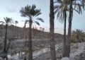 شهکهان در برزخ -اقطاع خبر