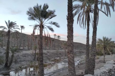 شهکهان در برزخ -اقطاع خبر