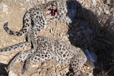لاشه ۲ توله پلنگ ایرانی در پارک ملی خبر کرمان مشاهده شد -اقطاع خبر