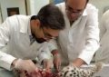 محیط‌زیست علت تلف شدن توله‌های پلنگ‌ در کرمان را اعلام کرد -اقطاع خبر