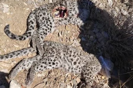 مرگ توله‌های پلنگ ایرانی در کهت؛ زنگ خطر برای گونه‌ای درمعرض انقراض – خبرگزاری مهر | اخبار ایران و جهان -اقطاع خبر