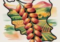 Kohnuj’s Kolouteh Dates: Unlocking the Export Potential of South Kerman’s ‘Sweet Gold’