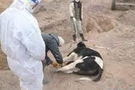 معدومسازی یک رأس گاو مبتلا به هاری معدومسازی یک رأس گاو مبتلا به هاری