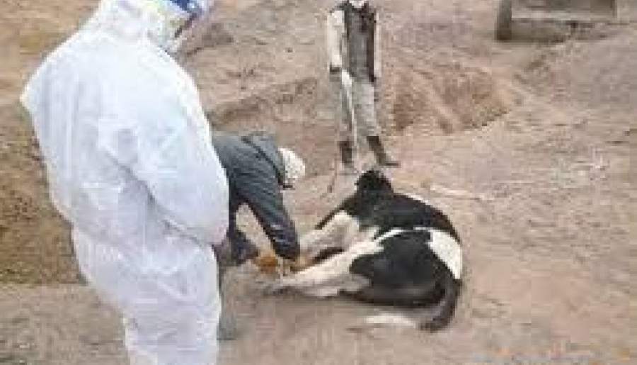 معدومسازی یک رأس گاو مبتلا به هاری