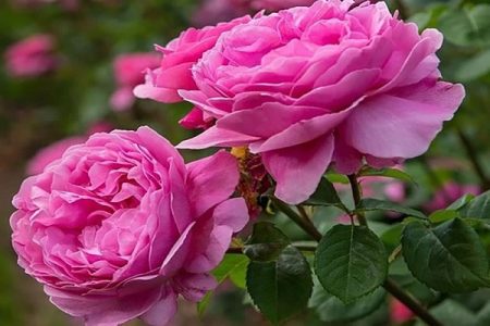 وقتی بوی صلوات از گلستان‌های بردسیر بلند است